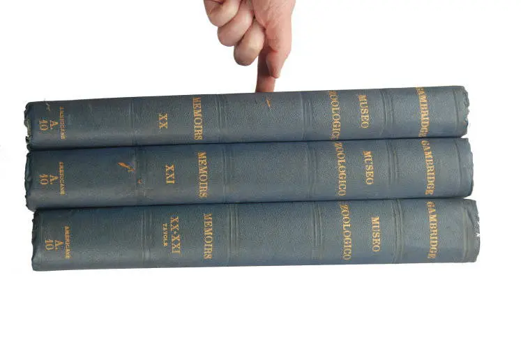 Fossilshop_books_Wachsmuth-Springer_01a