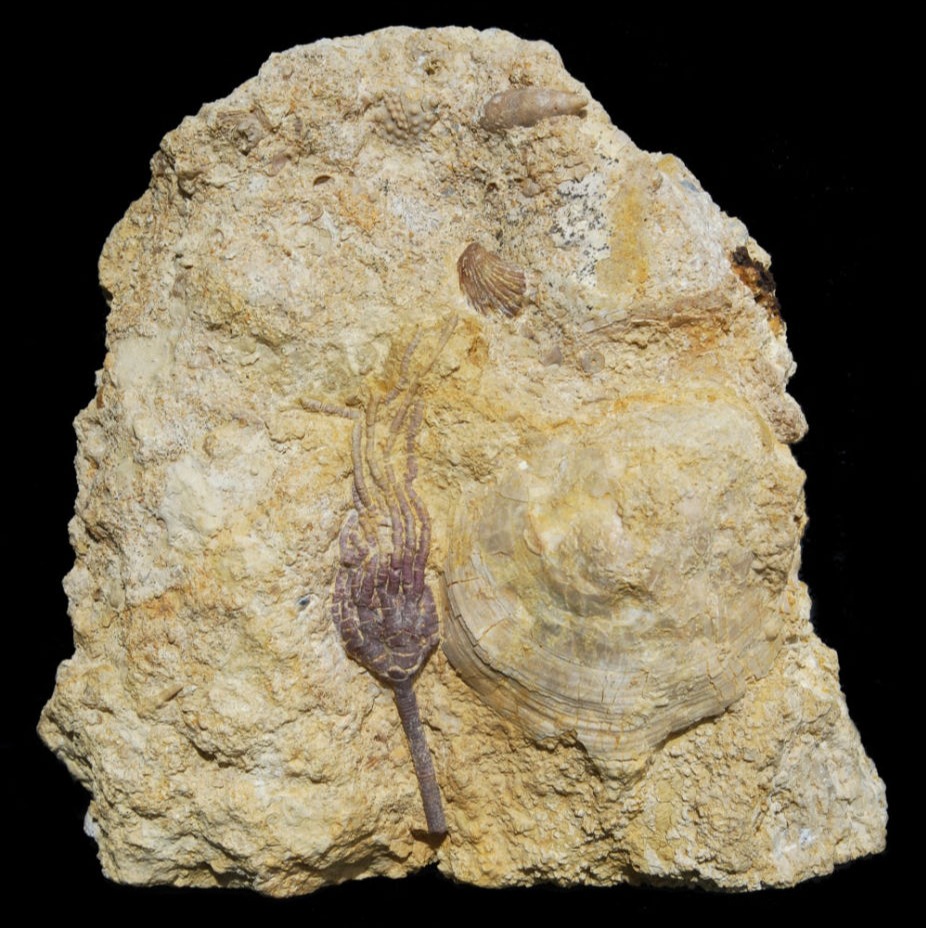 Angulocrinus polydactylus; 24x26 cm; Kimmeridge; Pointe du Chay, La Rochelle, Charente Maritime