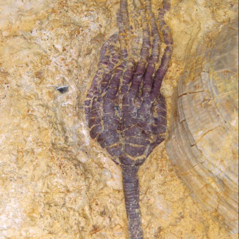 Angulocrinus polydactylus; 24x26 cm; Kimmeridge; Pointe du Chay, La Rochelle, Charente Maritime_zoom