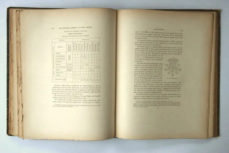 Fossilshop_books_Wachsmuth-Springer_01g