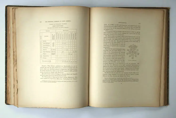 Fossilshop_books_Wachsmuth-Springer_01g