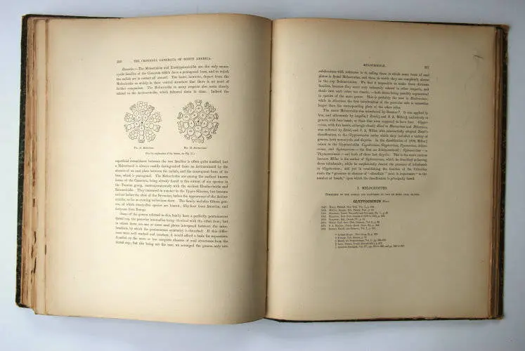 Fossilshop_books_Wachsmuth-Springer_01h