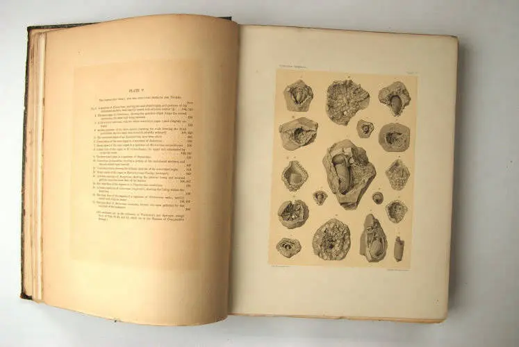 Fossilshop_books_Wachsmuth-Springer_01k