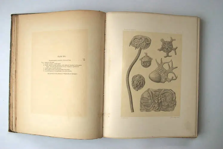 Fossilshop_books_Wachsmuth-Springer_01l