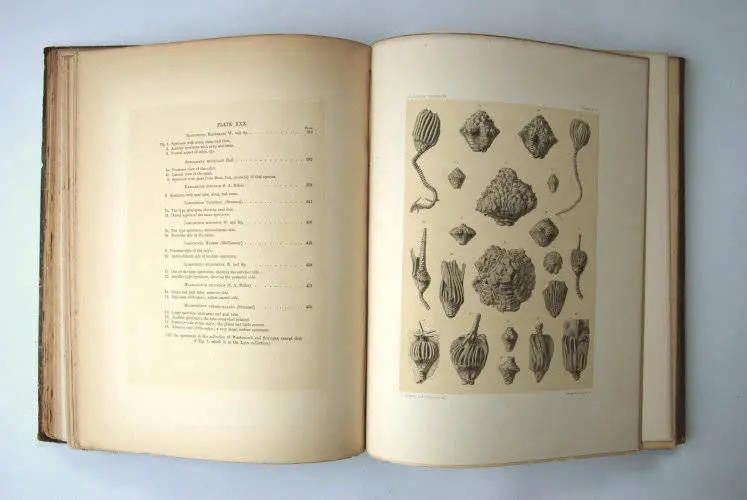 Fossilshop_books_Wachsmuth-Springer_01m