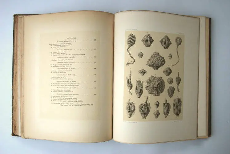 Fossilshop_books_Wachsmuth-Springer_01m