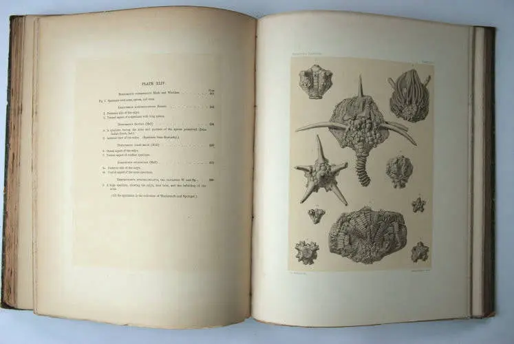 Fossilshop_books_Wachsmuth-Springer_01n