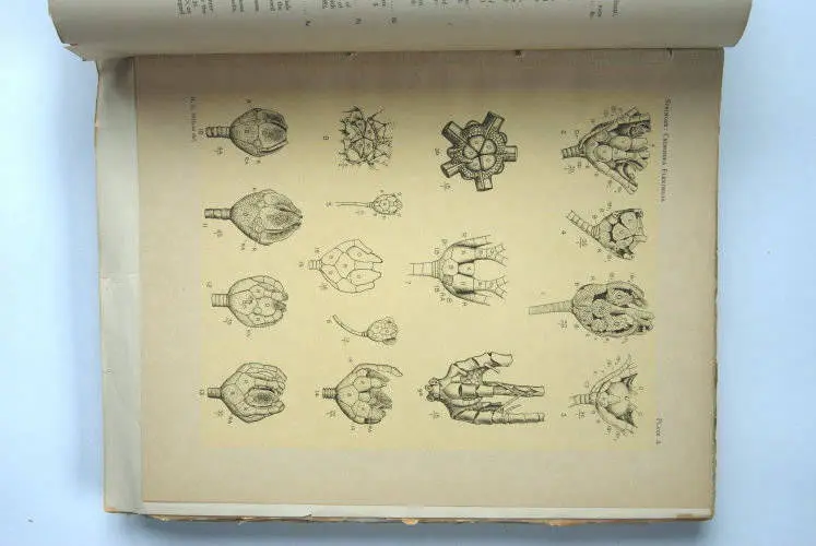 Fossilshop_books_Springer_Flexibilia_02c