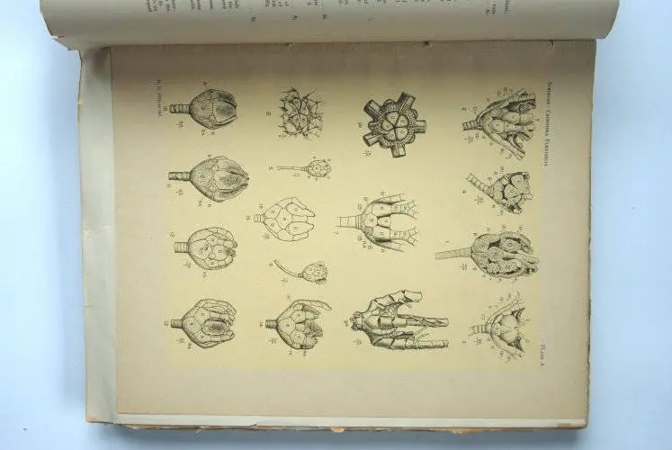 Fossilshop_books_Springer_Flexibilia_02c