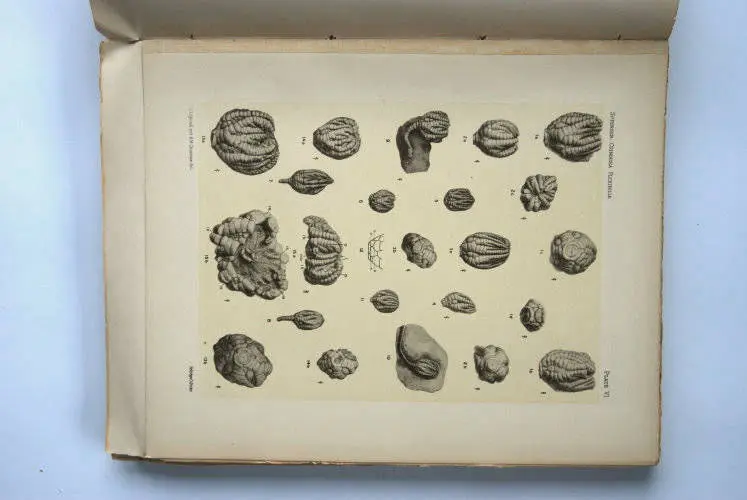 Fossilshop_books_Springer_Flexibilia_02e