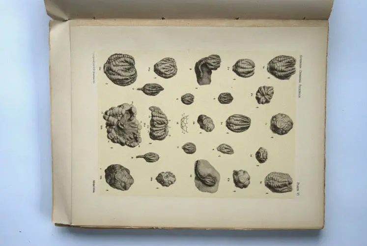 Fossilshop_books_Springer_Flexibilia_02e