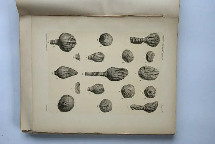 Fossilshop_books_Springer_Flexibilia_02f