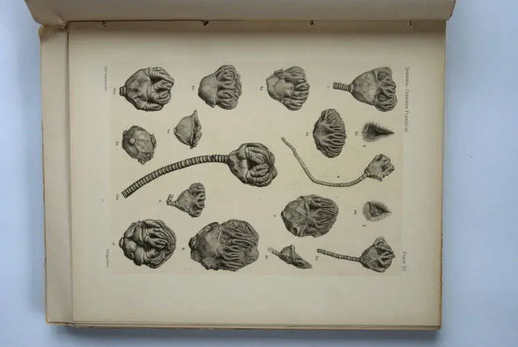 Fossilshop_books_Springer_Flexibilia_02g