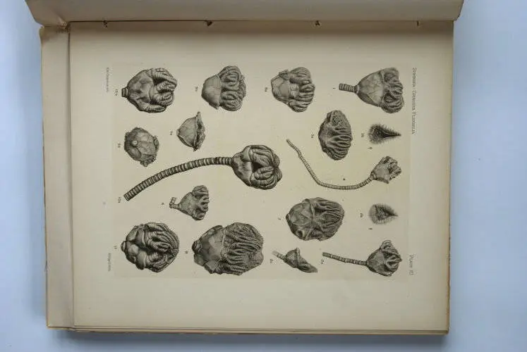 Fossilshop_books_Springer_Flexibilia_02g