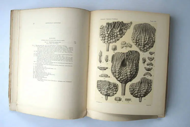 Fossilshop_books_Springer_Flexibilia_02h