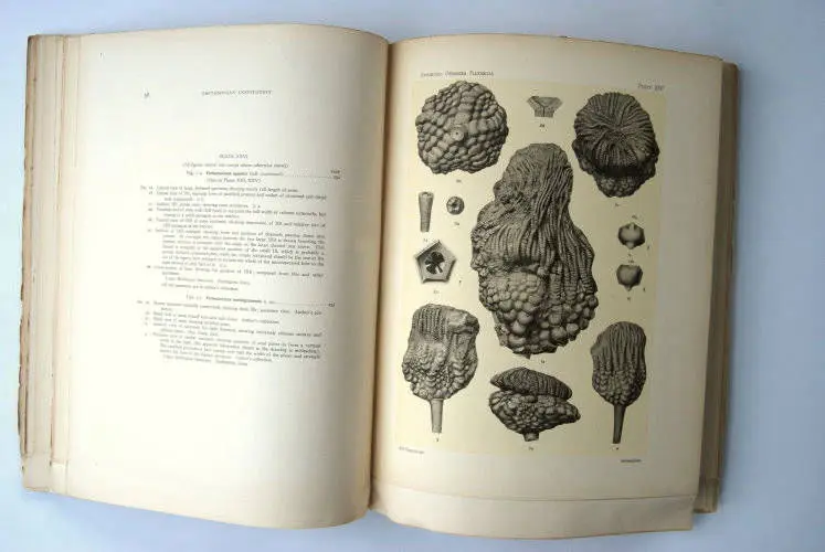 Fossilshop_books_Springer_Flexibilia_02i