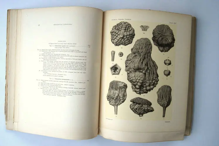Fossilshop_books_Springer_Flexibilia_02i