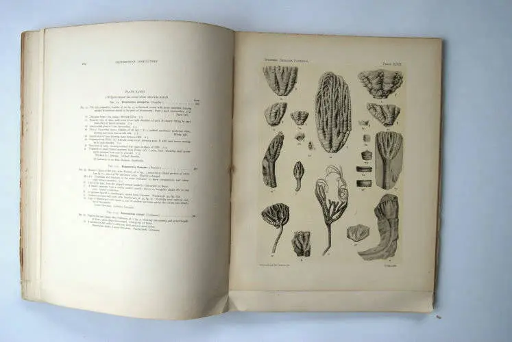 Fossilshop_books_Springer_Flexibilia_02j