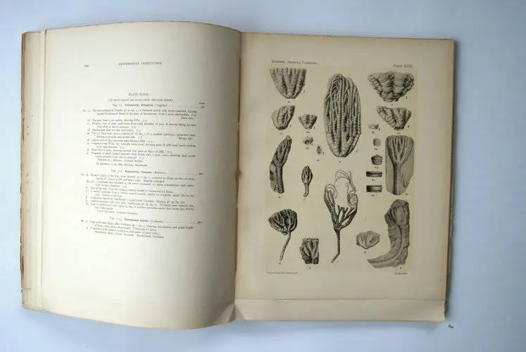 Fossilshop_books_Springer_Flexibilia_02j