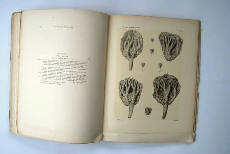 Fossilshop_books_Springer_Flexibilia_02k