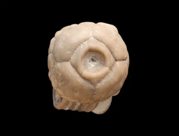 Marsupiocrinus evelatus (Mutant); 1.5 cm; Klinteberg-Fm.; Hunninge, Gotland