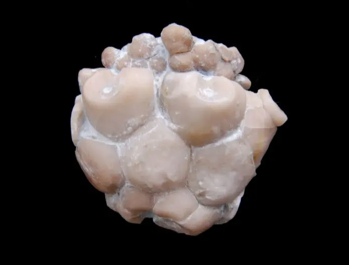 n.sp.; 2.5x2.5 cm; Klinteberg-Fm.; Hunninge