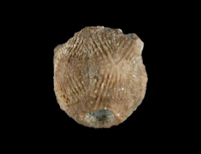 Crotalocrinus rugosus; 2x2 cm; Klinteberg-Fm.; Hunninge
