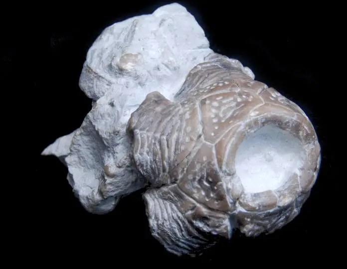 Desmidocrinus pantadactylus; 4x3.5 cm; L. Visby-Fm.; Stugklint, Gotland