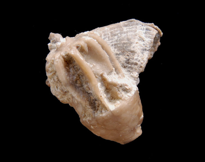 Eucalyptocrinus crassus; 2x2 cm; Up. Visby-Fm.; Stugklint, Gotland