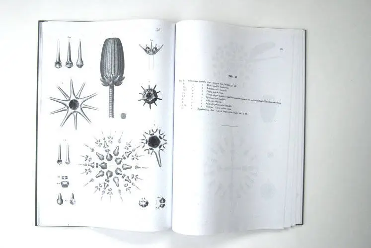 Fossilshop_books_Angelin_Crinoideorum_01b