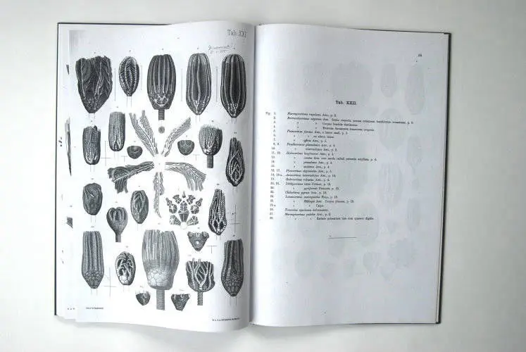 Fossilshop_books_Angelin_Crinoideorum_01h