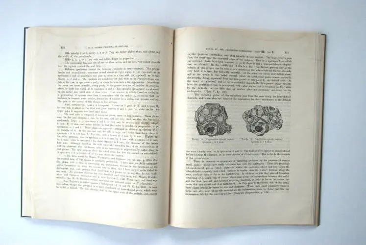 Fossilshop_books_Bather_Crinoidea_01b