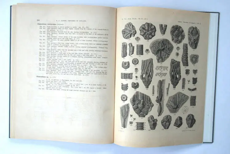 Fossilshop_books_Bather_Crinoidea_01d