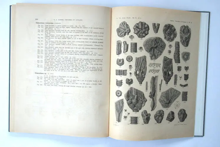 Fossilshop_books_Bather_Crinoidea_01d