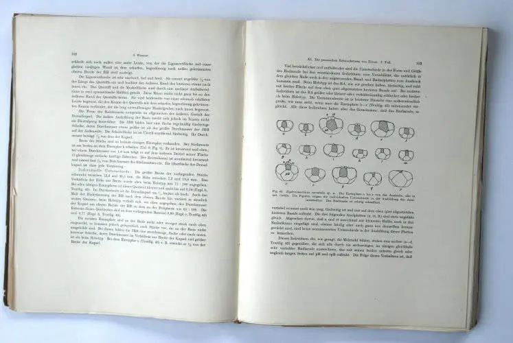 Fossilshop_books_Wanner_Timor_01c