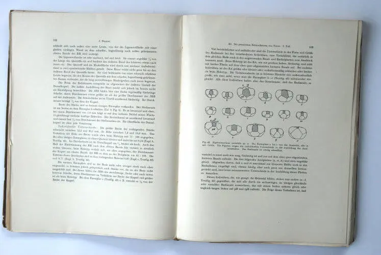 Fossilshop_books_Wanner_Timor_01c