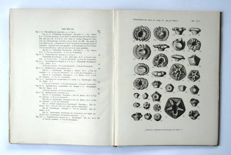 Fossilshop_books_Wanner_Timor_01d