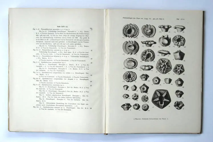 Fossilshop_books_Wanner_Timor_01d