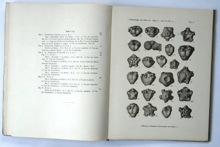 Fossilshop_books_Wanner_Timor_01e