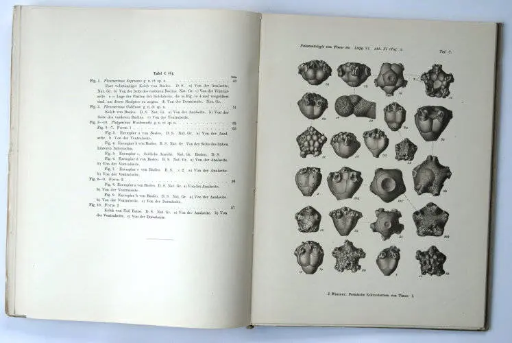 Fossilshop_books_Wanner_Timor_01e