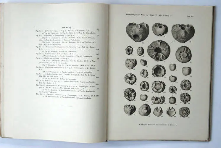 Fossilshop_books_Wanner_Timor_01f