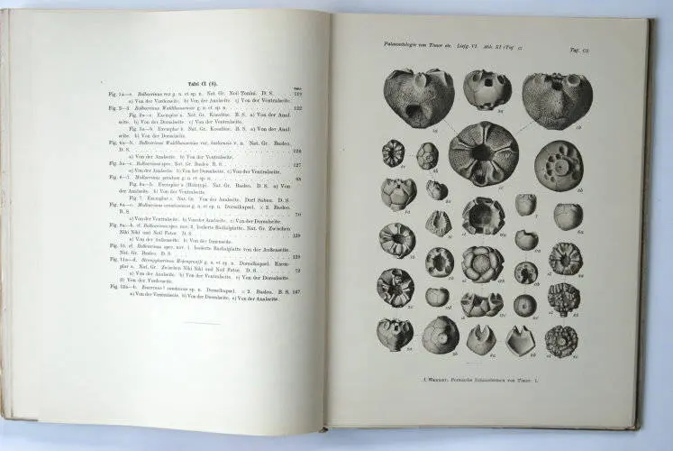 Fossilshop_books_Wanner_Timor_01f