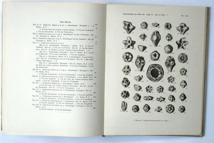 Fossilshop_books_Wanner_Timor_01g