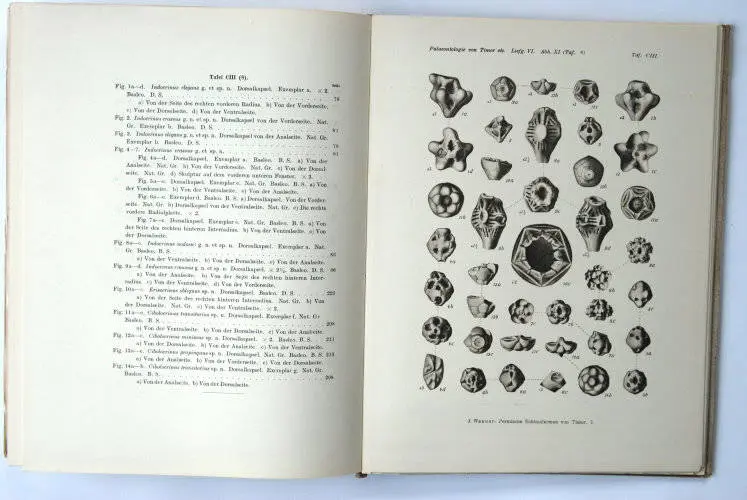 Fossilshop_books_Wanner_Timor_01g