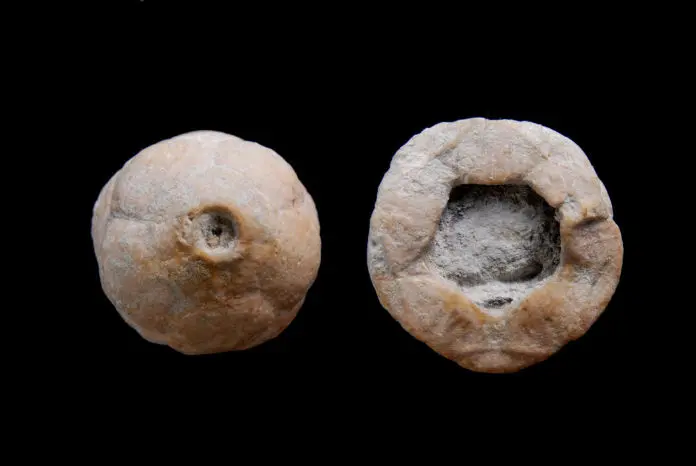 Dicromyocrinus subornatus; 2.8 cm; Kasimov; near Vroskresenk