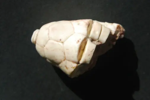 n. sp.; 2x3 cm; Kasimov; near Vroskresenk