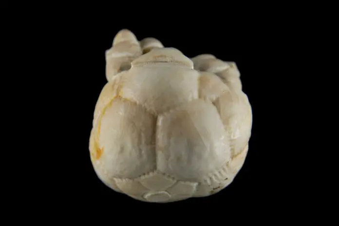 Cromyocrinus simplex; 3.5x2.5 cm; Kasimov (С3k); Moskau Region