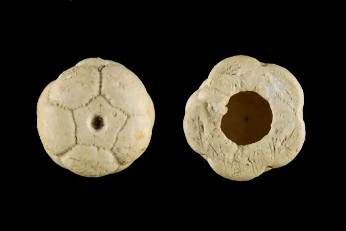 Dicromyocrinus ornatus; 2.2 cm; Kasimov (С3k); Subway Mines, Moskow