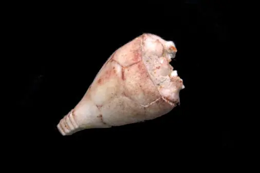 Hydriocrinus pusillus; 1.6 cm; Kasimov; near Vroskresenk