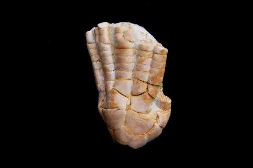 Zeacrinus schmitowi; 2.5x1.8 cm; Kasimov; near Vroskresenk